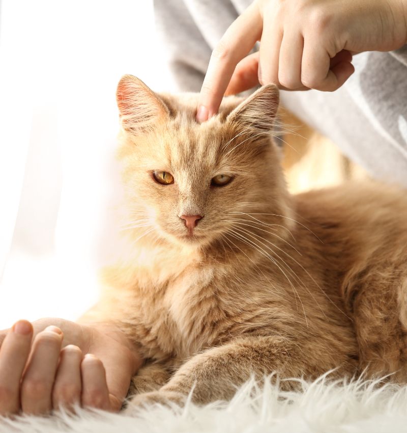 a person touching a cat